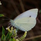 Mariposa de Col